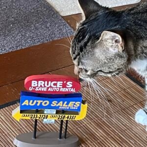 Mini business sign, cat for scale