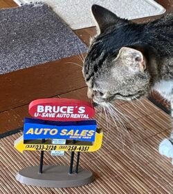 Meep inspects my replica of a local business sign.